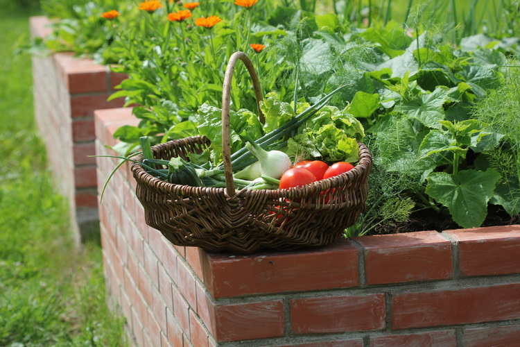 Der "Gemüsekorb mit gesunden Vitaminen und Mineralstoffen, natürlich alles ungespritzt" frisch geerntet aus dem eigenen Garten Der "Gemüsekorb mit gesunden Vitaminen und Mineralstoffen, natürlich alles ungespritzt" frisch geerntet aus dem eigenen Garten